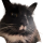 cat 4