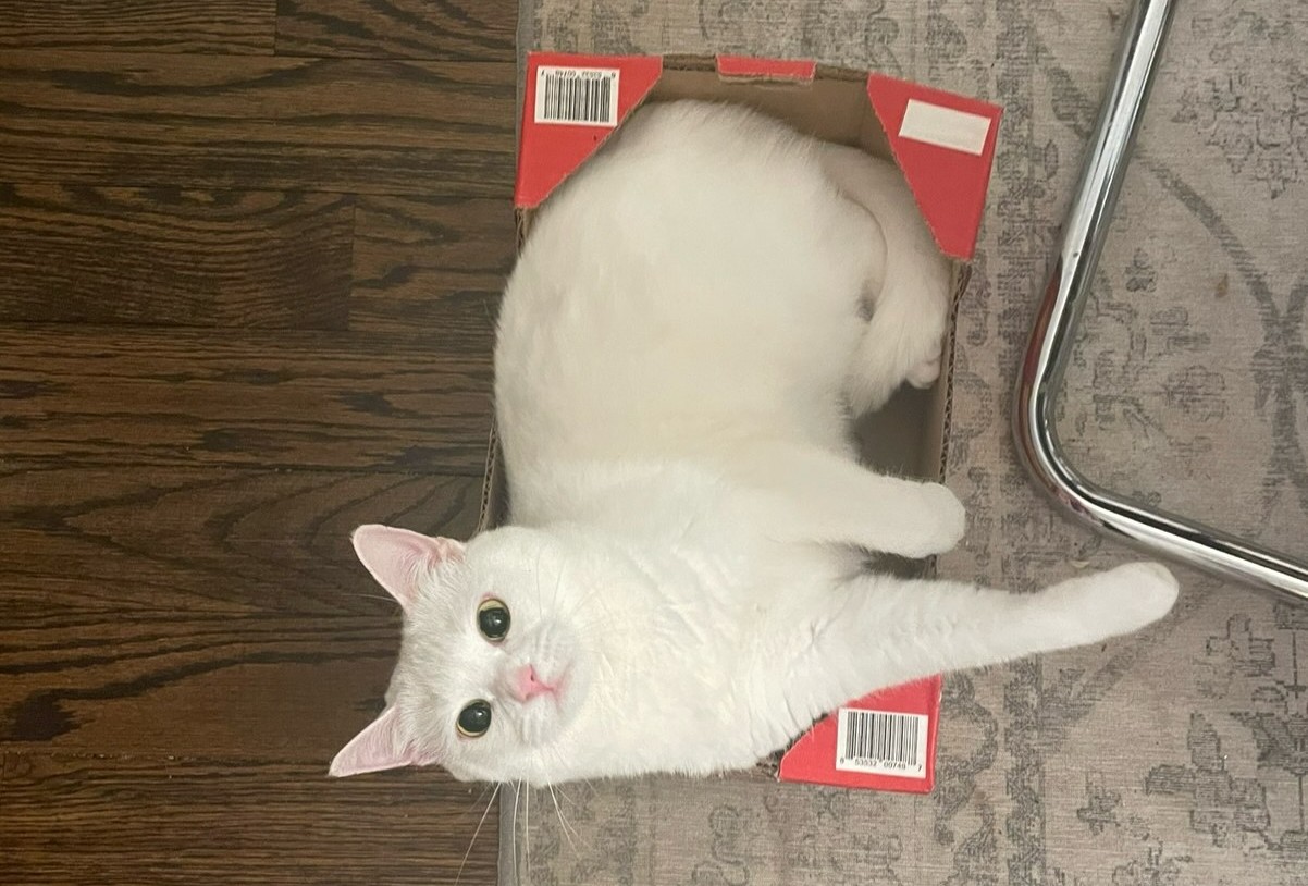 Coco sitting in Frank's box