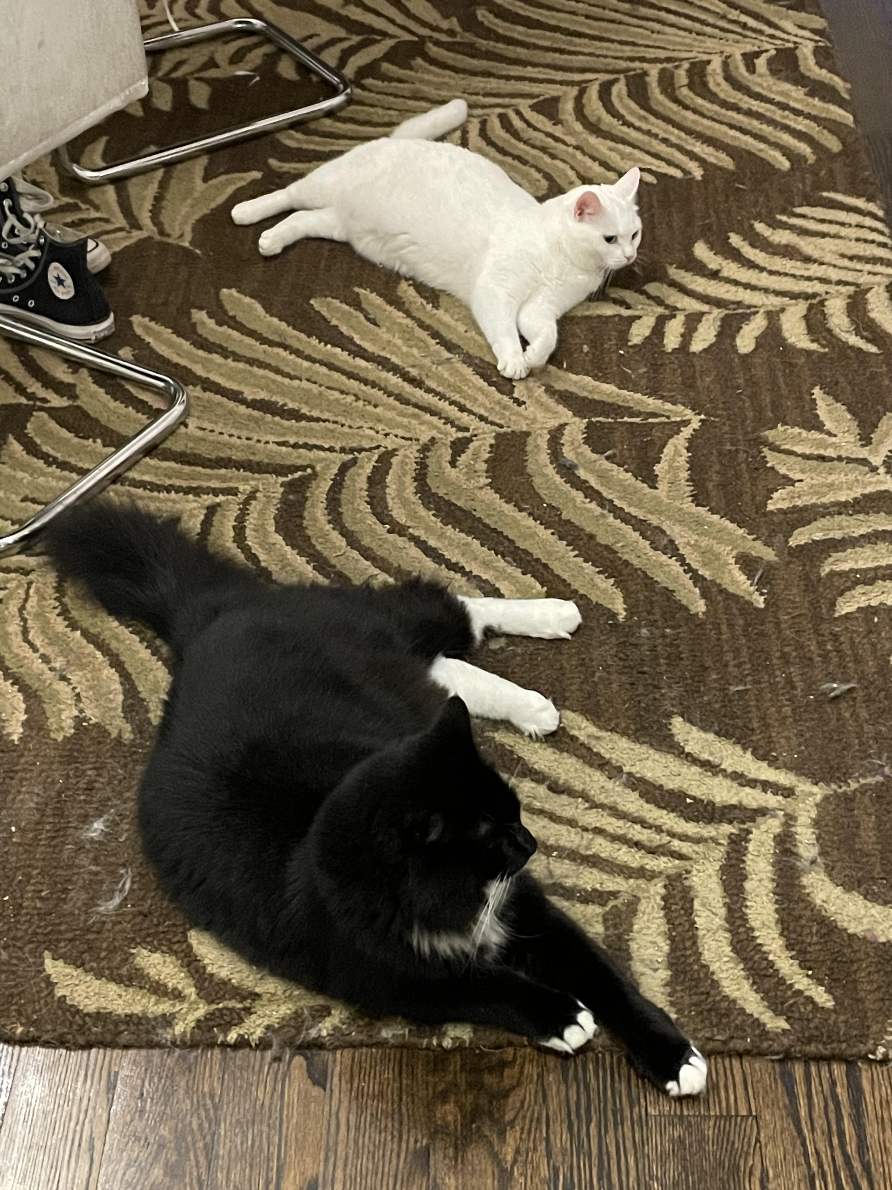 Mittens and Coco together on Frank's carpet