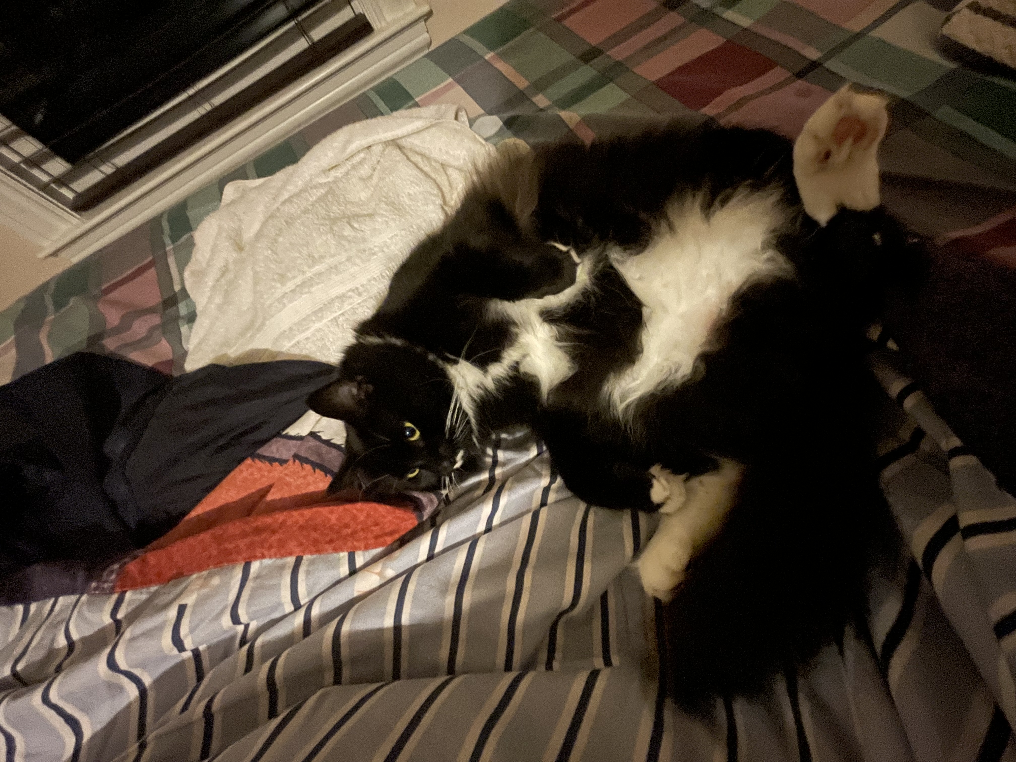 Mittens lounging on Frank's bed